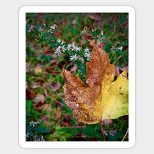 Maple Leaf and Wildflowers Sticker